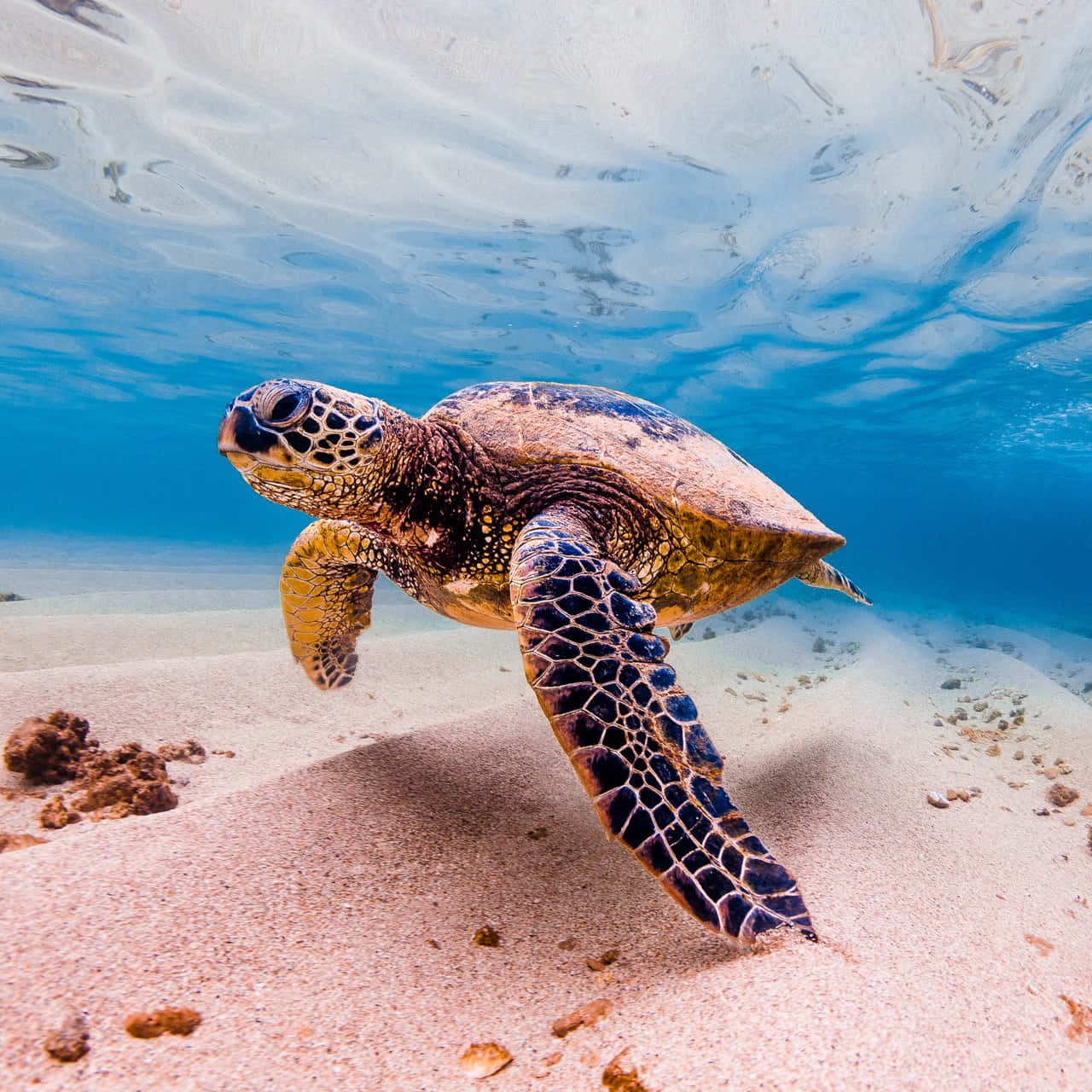 turtle